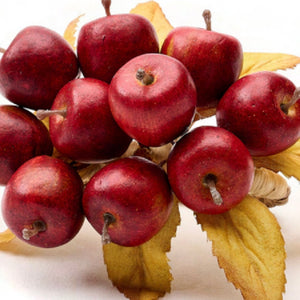 Apple Picking Napkin Rings